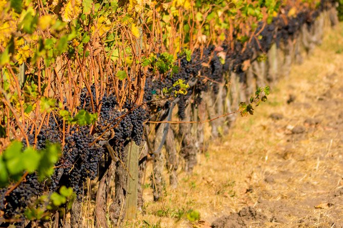 Half-Day Wine Country Tour from San Francisco - A coach ride, not a private wine-country day