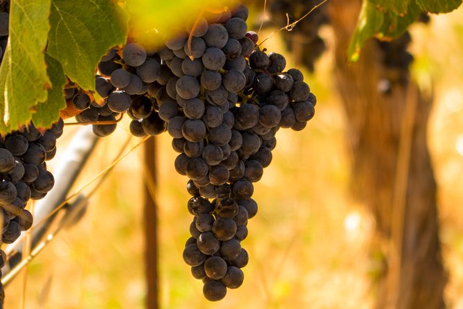 Half-Day Wine Country Tour from San Francisco - What $129.99 buys you