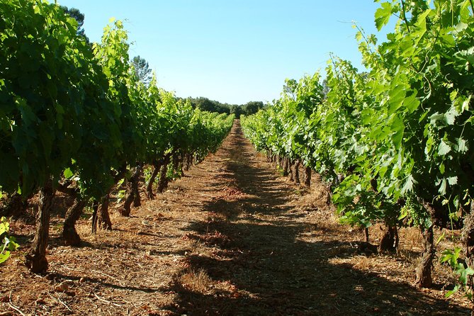 Half-day Wine Tour in Bellet wine region from Nice - Eight wines, with red, white, and rosé in the glass