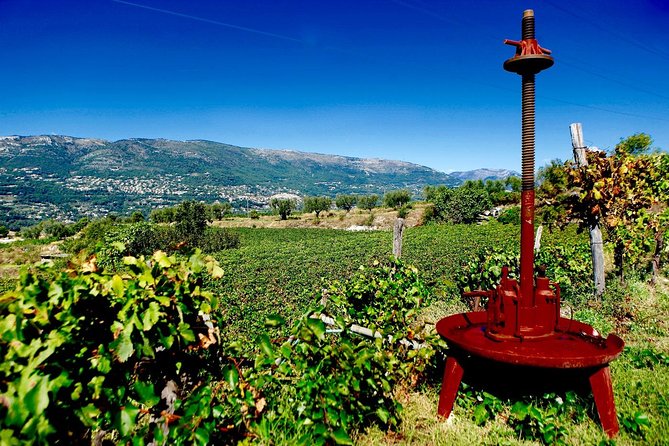 Half-day Wine Tour in Bellet wine region from Nice - Leaving Nice at 9:30 am in a small minivan