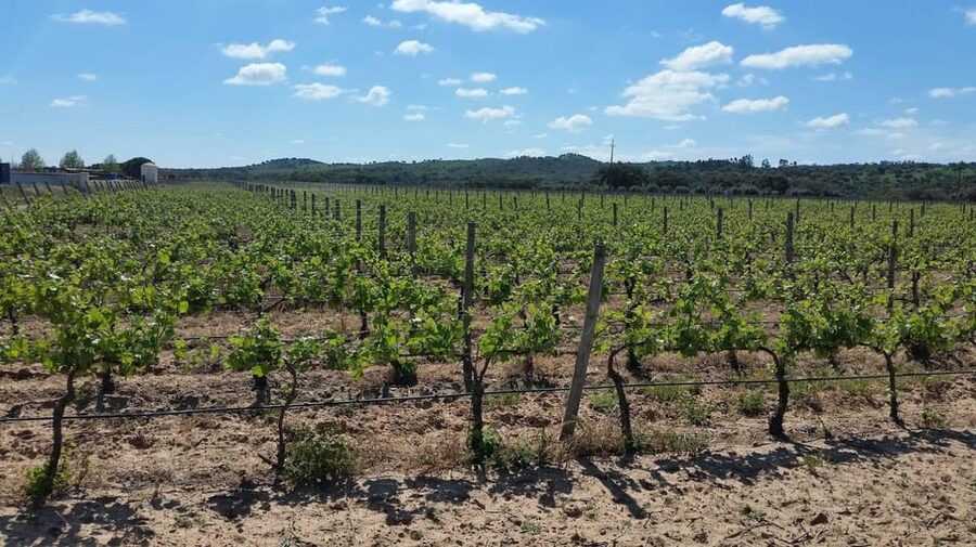Herdade Canal Caveira - Winery Visit 4 Wines & Tapas - The Alentejo picnic in the vines