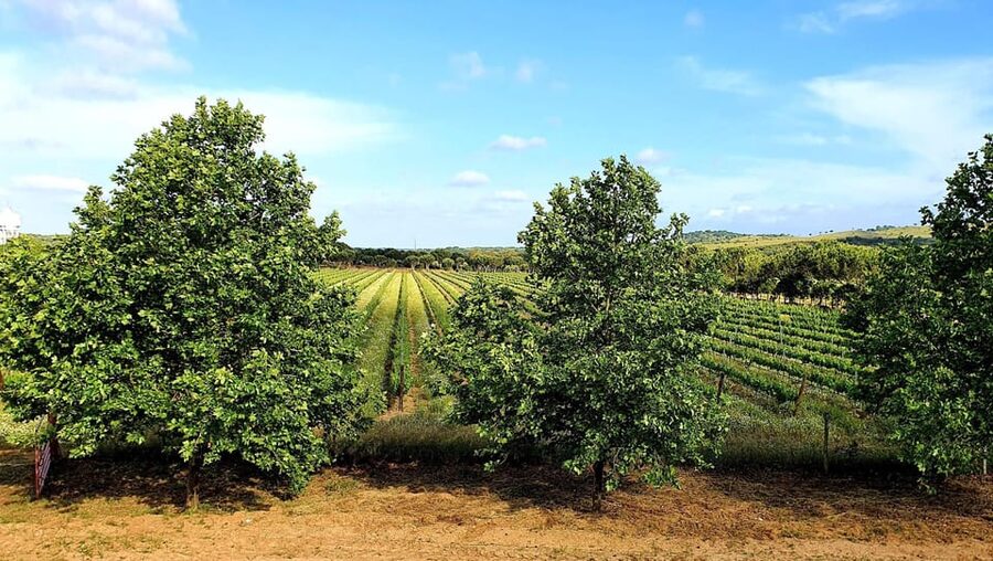 Herdade Canal Caveira Winery Visit with TOP5 Wines & Tapas - Five Wines, Five Ways to Compare the Estate