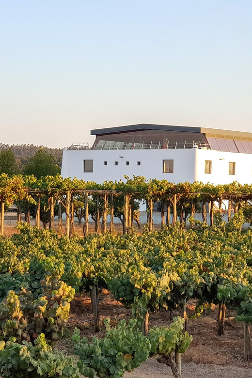 Herdade Canal Caveira Winery Visit with TOP5 Wines & Tapas - Timing Matters More Than It Should