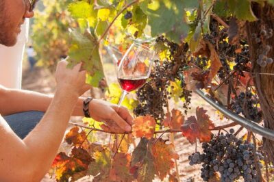 High-End Vineyard Escape: Cava, Tapas & Wine | Private Tour