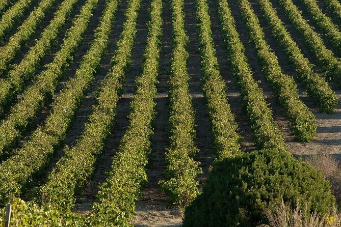 Historic winery visit with food and wine tasting in Marsala - The setting versus the promotional picture