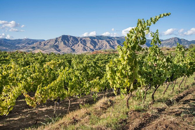 History & Local Wines: Amphitheater, Mitrium and Winery Visit - From ruins to vineyards near Mount Vesuvius