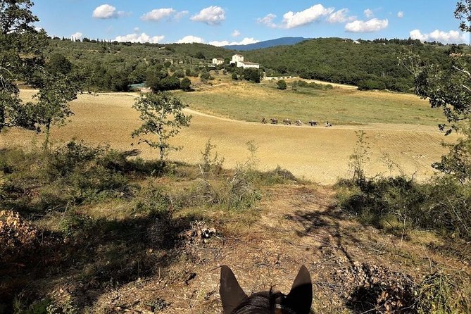 Horseback Riding in the Vineyards - Is $96.12 a fair price?