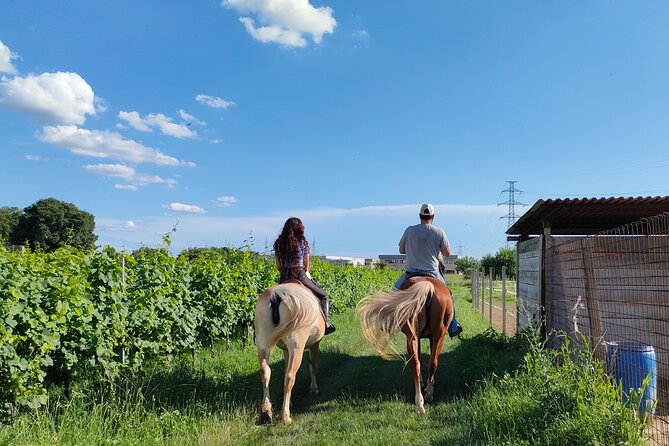 Horseback Riding with wine tasting in Lake Garda vineyards - The Lazise countryside, one hour among vines and olive trees