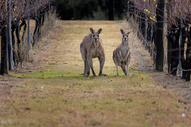 Hunter Valley Wine Tour from Sydney: 3 Wineries & Vineyard Picnic - Bimbadgen brings the view