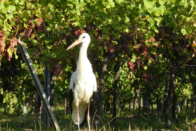 ICONICS Tour: 1/2 day on the Wine Route, visit of 2 Villages + Tasting. - What Anna brings to the afternoon