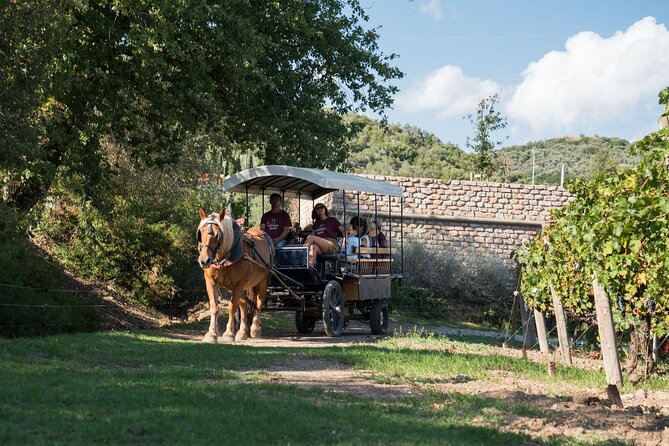 In a carriage among the vineyards, visit of the cellar, tasting of organic wines. - Tasting Three Organic Wines With Local Foods