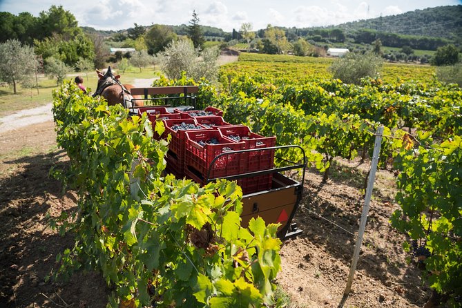 In a carriage among the vineyards, visit of the cellar, tasting of organic wines. - Practical Details at Località San Rocco