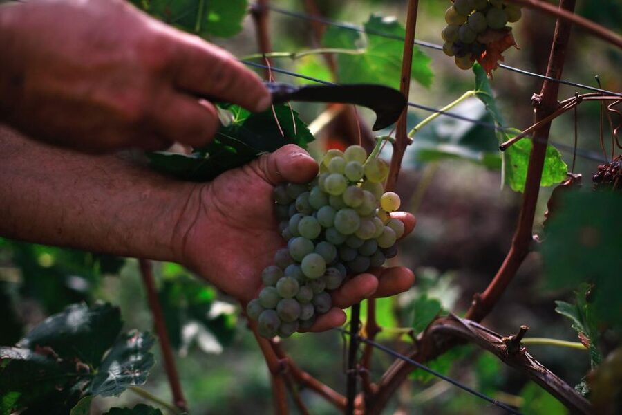 Ischia: Vineyard Tour & Wine Tasting Experience w/ Transfers - Walking through the vineyard and cellar