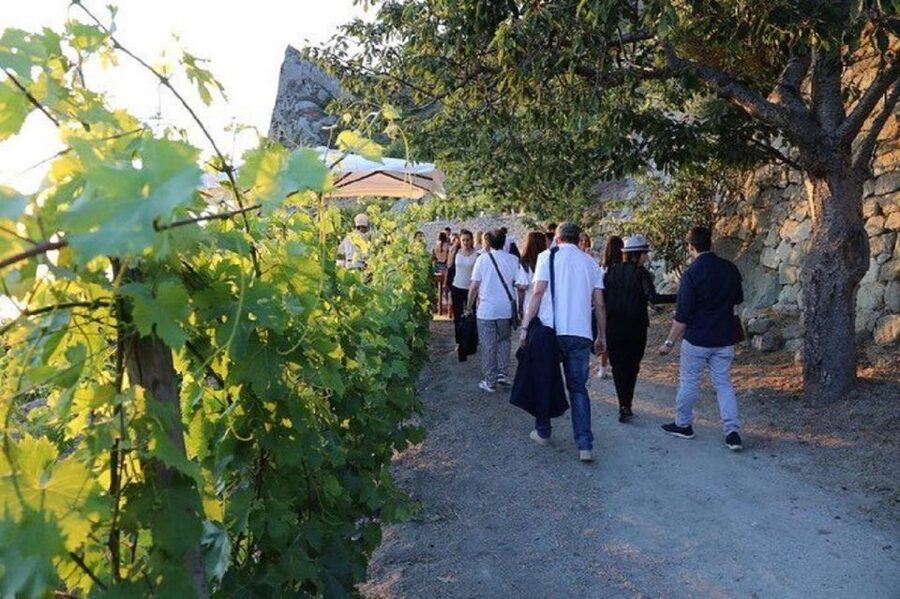 Ischia: Vineyard Tour & Wine Tasting Experience w/ Transfers - Who should book this experience?