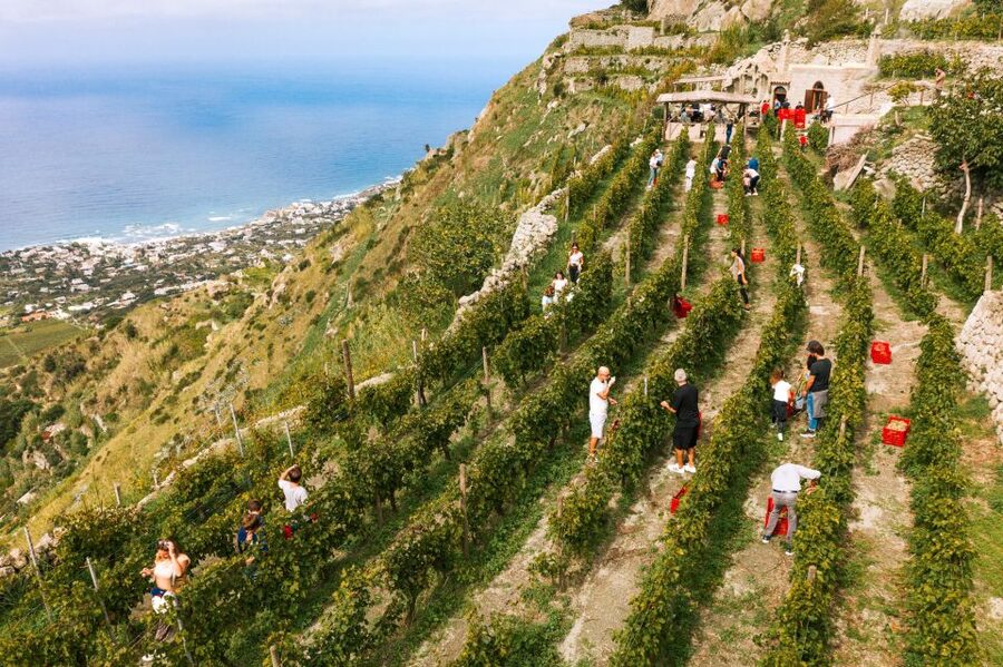 Ischia: Vineyard Tour & Wine Tasting Experience w/ Transfers - The best reasons to say yes