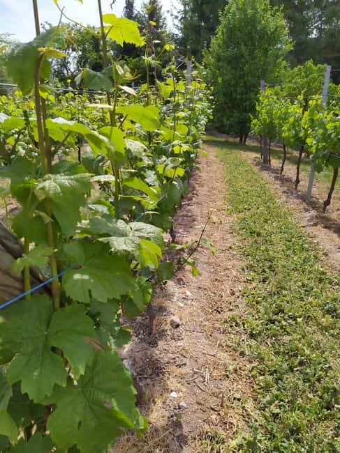 Kaysersberg Vineyard Discover the vineyard and wine, Domaine Meyer-Krumb - Who will get the most from this visit