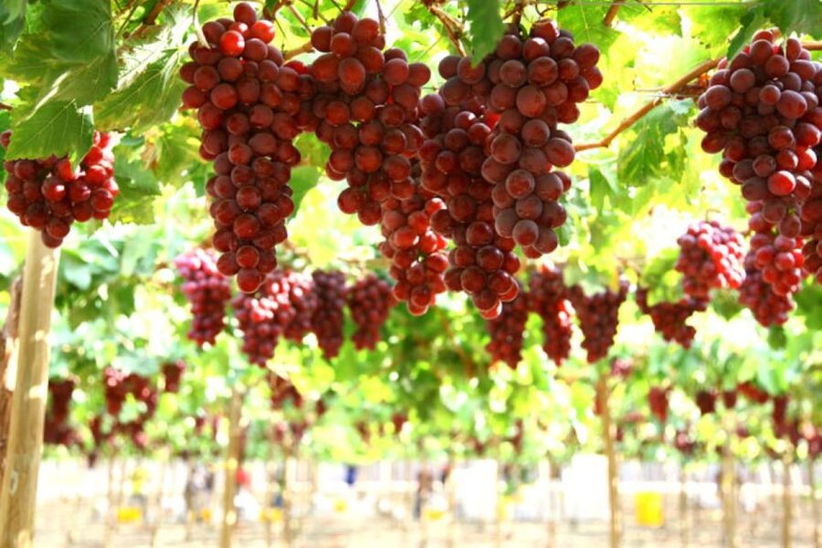 Kefalonia: Private Wine Tasting with Vineyard Tour - Why Kefalonia’s wineries make a good half-day outing