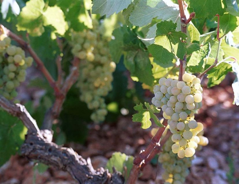 Kefalonia: Private Wine Tasting with Vineyard Tour - Gentilini Winery and small-scale production