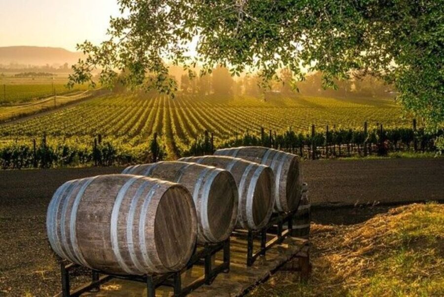 Kefalonia: Private Wine Tasting with Vineyard Tour - Who should book this winery tour?