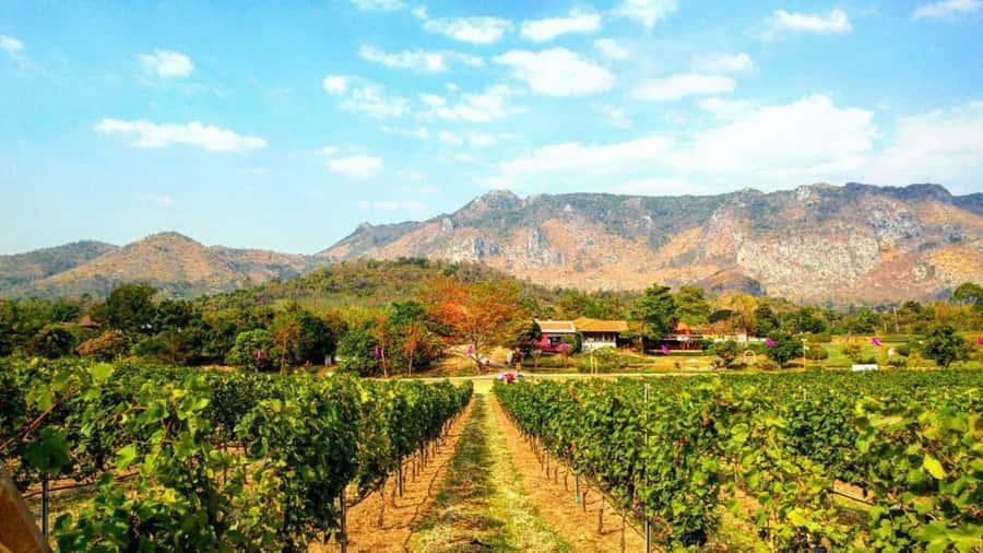 Khao Yai Vineyard Tasting Tour & Horse Farm Visit - Leaving Bangkok at 6:30 AM