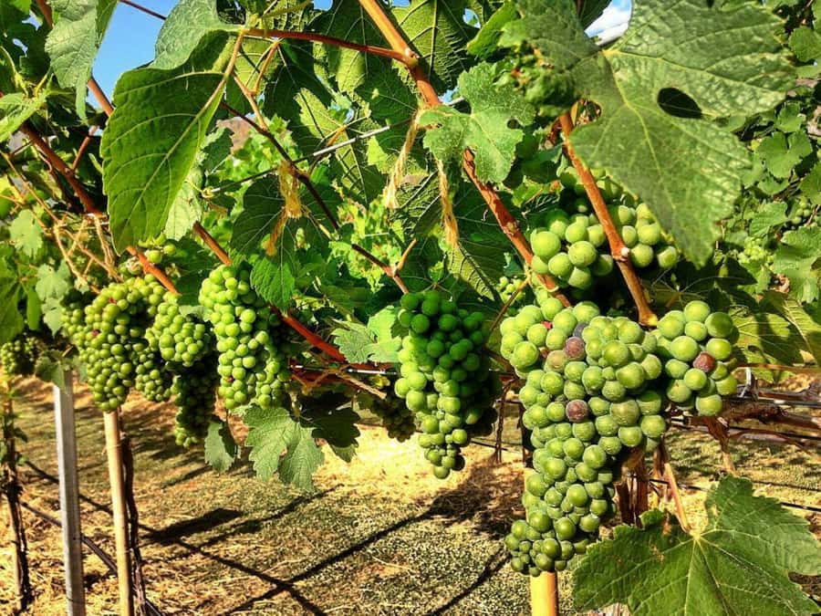 Khao Yai Vineyard Tasting Tour & Horse Farm Visit - The horse farm near Pak Chong