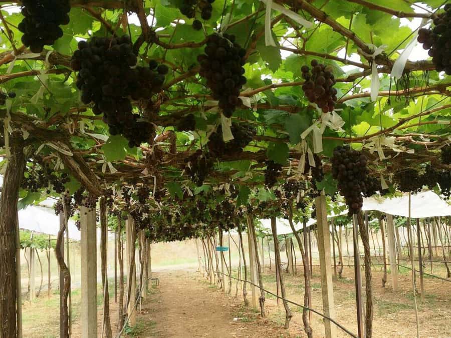Khao Yai Vineyard Tasting Tour & Horse Farm Visit - Who will get the most from this day
