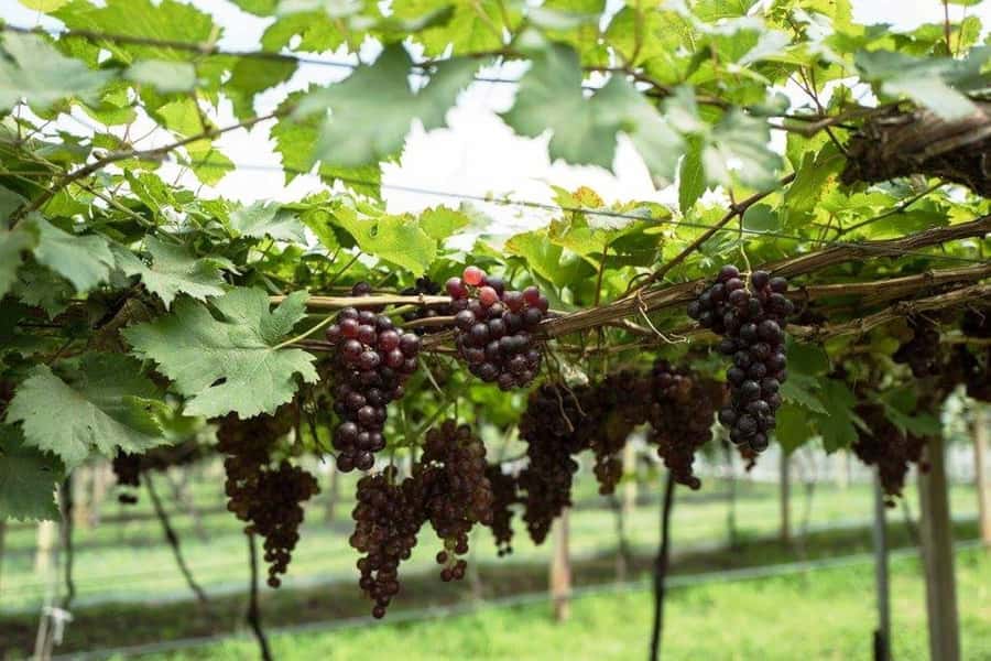 Khao Yai Vineyard Tasting Tour & Horse Farm Visit - Is $189 a fair price?