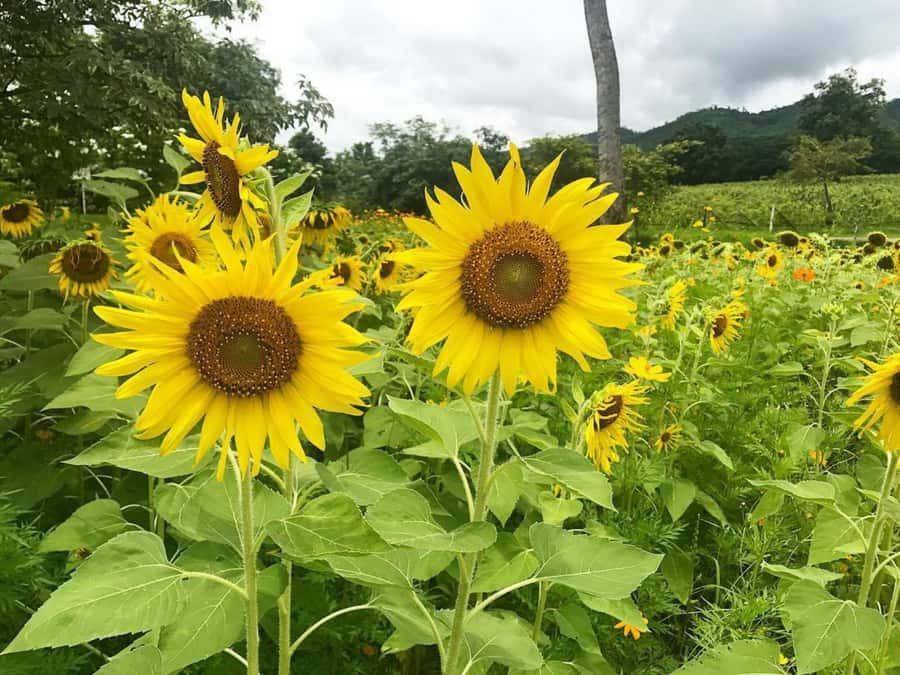Khao Yai Vineyard Tasting Tour & Horse Farm Visit - Small details that improve the day