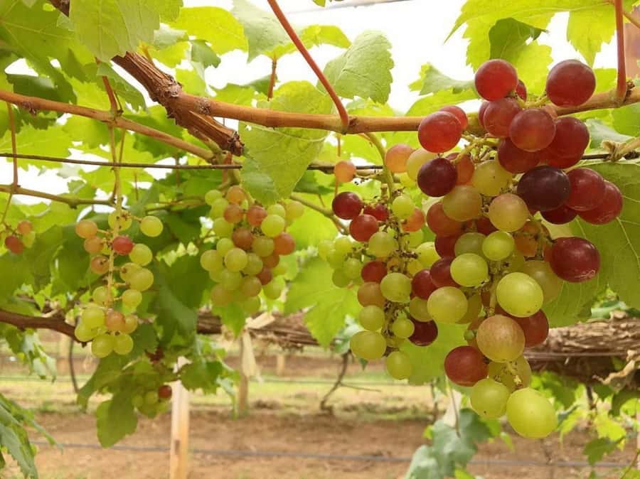 Khao Yai Vineyard Tasting Tour & Horse Farm Visit - Should you book the Khao Yai vineyard and horse farm tour?
