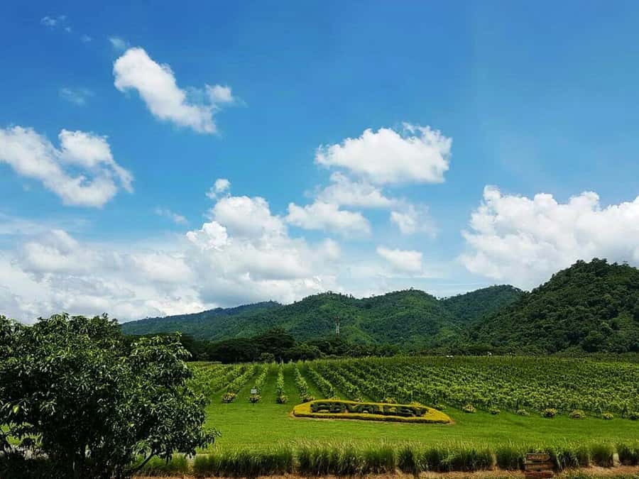Khao Yai Vineyard Tasting Tour & Horse Farm Visit - PB Valley and the Thai wine tasting