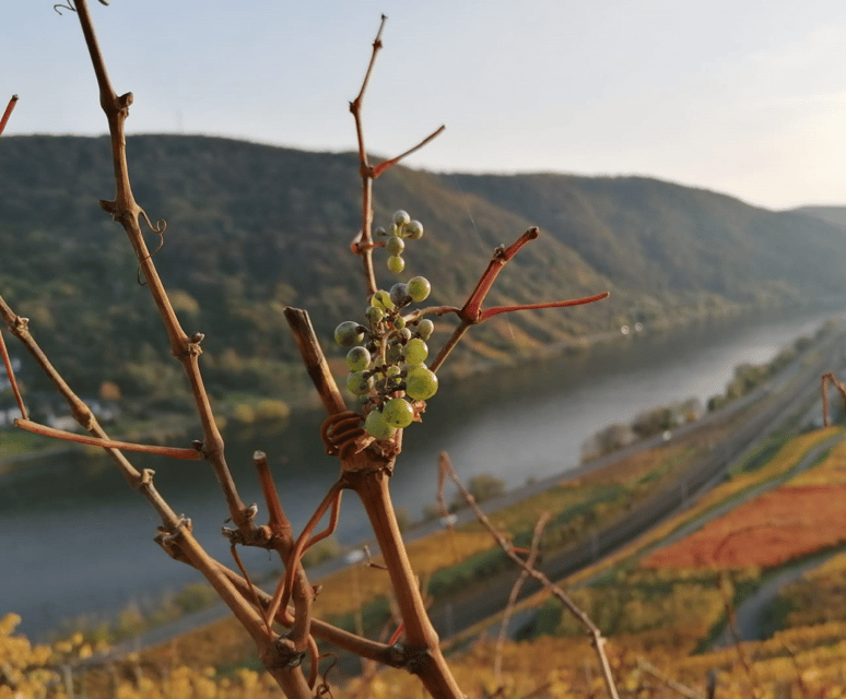 Koblenz: The Living Vineyard, Nature & Wine Enjoyment - Starting at Weingut Lunnebach