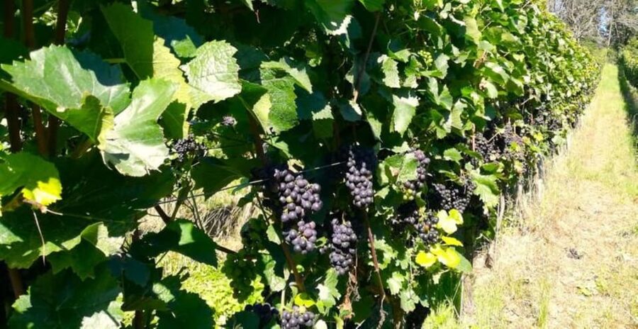 Koblenz: The Living Vineyard, Nature & Wine Enjoyment - Price and overall value at $30