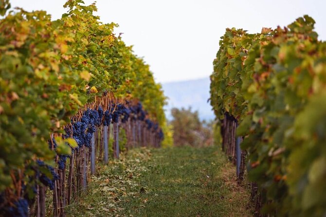 Krakow Vineyard Tour with Wine Tasting and Dinner - Group size, pace, and the role of the driver