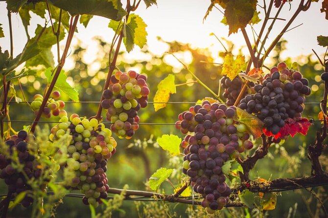 Krakow Vineyard Tour with Wine Tasting and Dinner - Arriving at Winnica Libiaz