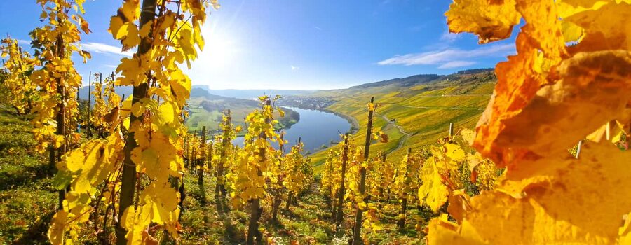 Kröv/Gut Hermes: Wine tour & tasting through vineyard, winery & champagne factory - A vineyard visit that follows the wine from grape to bottle
