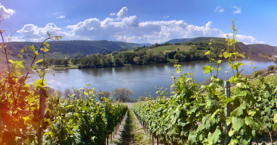 Kröv, Mosel: Covered wagon ride through the vineyards with wine tasting - Weather, comfort, and practical limits