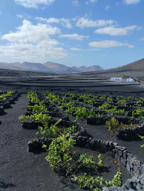 La Geria: a walk among volcanoes and vineyards - Key points to know before you book