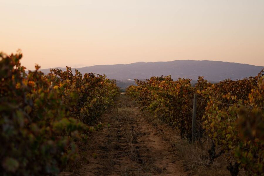 Lagoa: 2.5-Hour Vineyard Dinner with Winetasting - A short vineyard visit with a strong sense of place