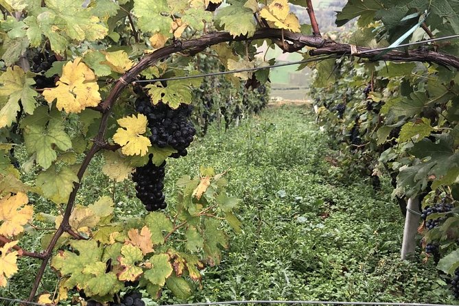 Lake Como & UNESCO Dry-stone Walls Vineyards - Why this Lake Como day trip is different