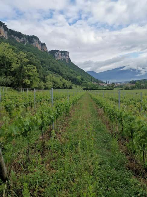 LAKE GARDA: VINEYARD AND WINERY TOUR - Ten minutes among the vines
