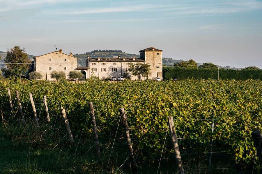 LAKE GARDA: VINEYARD AND WINERY TOUR - Inside the cellar and the choices behind each wine