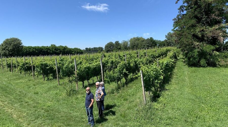 Lake Garda: Vineyard Tour and 6 wine Tasting - Ettore and Greta finish with wood and dried grapes