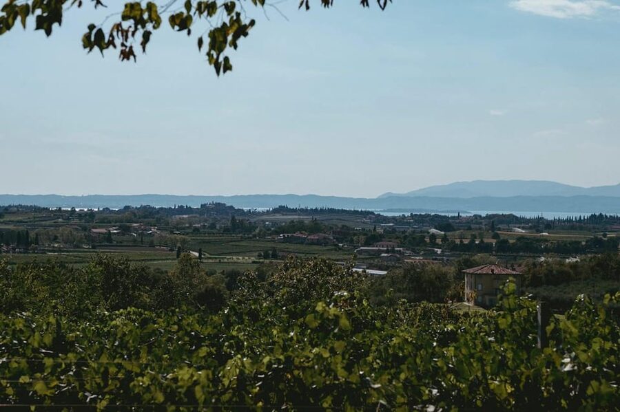 Lake Garda: Vineyard Tour and Tasting on the Hills - A 20-minute look inside the cellar