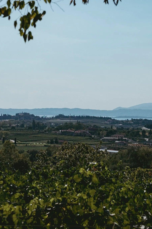 Lake Garda: Vineyard Tour and Tasting on the Hills - Five organic wines at the tasting table