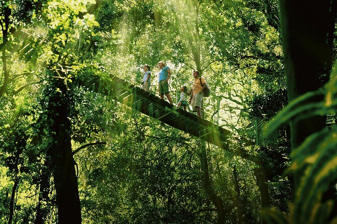 Lamington National Park, O'Reilly's & Vineyard Tour - From Surfers Paradise to the Lamington mountains