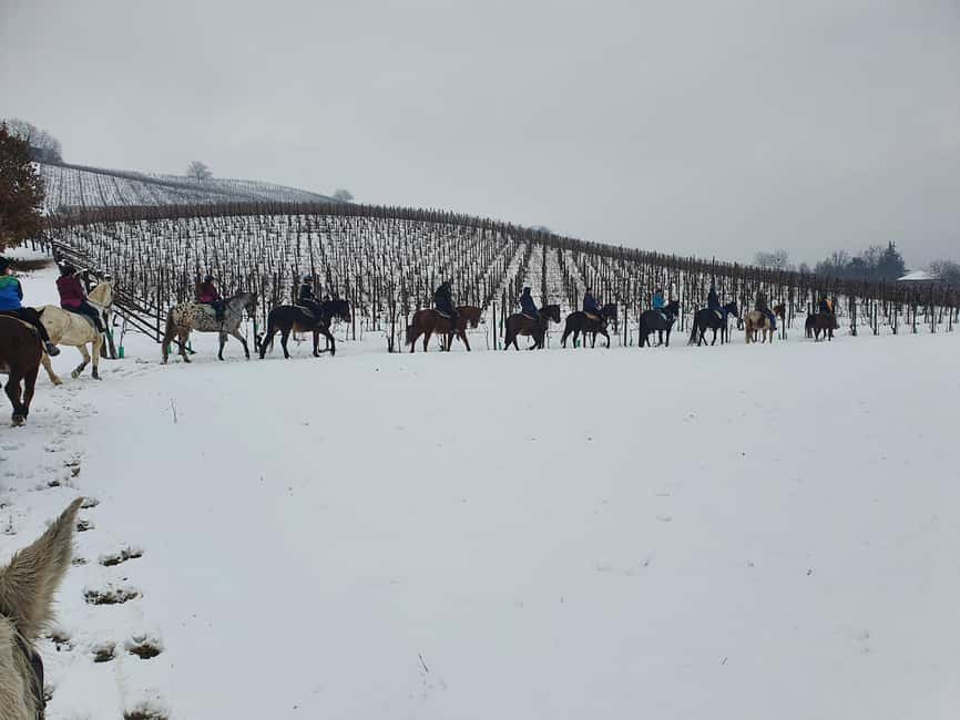 Langhe: Horse Riding in the Vineyards - What the $58 Price Covers