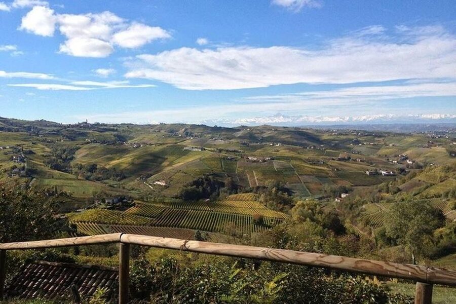 Langhe & Monferrato: Vineyard Tour and Wine Tasting - Tasting six Piedmont wines