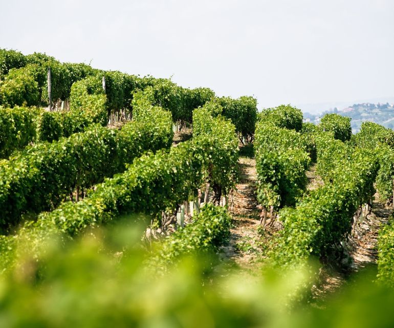 Langhe & Monferrato: Vineyard Tour and Wine Tasting - Tips for getting the most from the visit