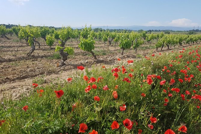Languedoc Vineyard Tours - Lunch with cheese, charcuterie, and local food