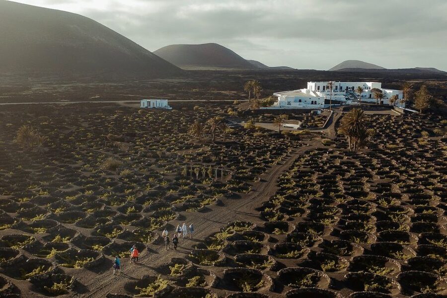 Lanzarote: Vineyard Tour with Wine and Chocolate Tasting - Walking the vines at Finca Testeina